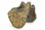Ankylosaurian (Polacanthus) Vertebra - Isle of Wight, England #351244-1